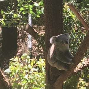 koala_magentolive_australia